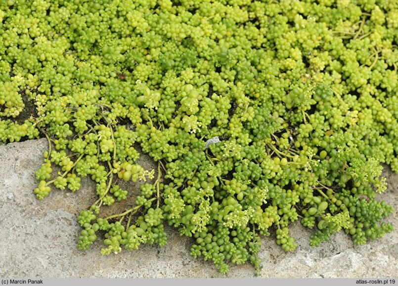 Sedum album Chloroticum
