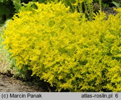 Sedum sexangulare (rozchodnik sześciorzędowy)