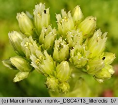 Jovibarba globifera ssp. hirta