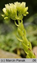 Jovibarba globifera ssp. hirta