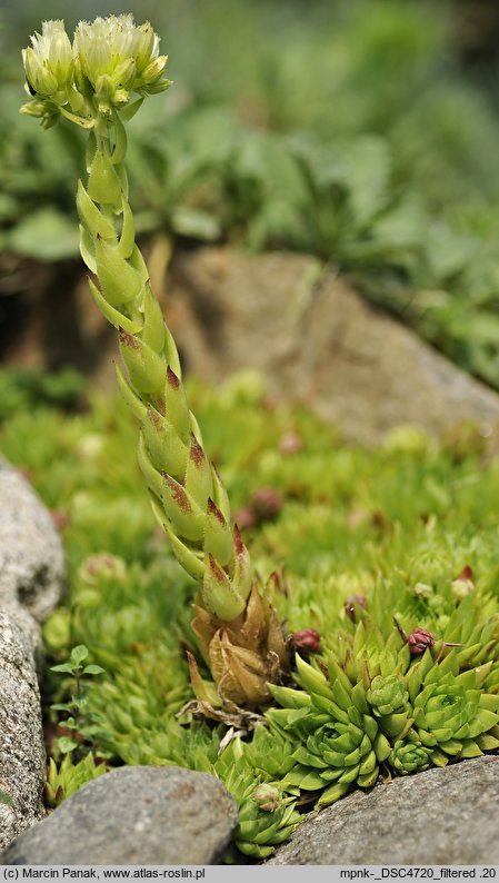 Jovibarba globifera ssp. hirta