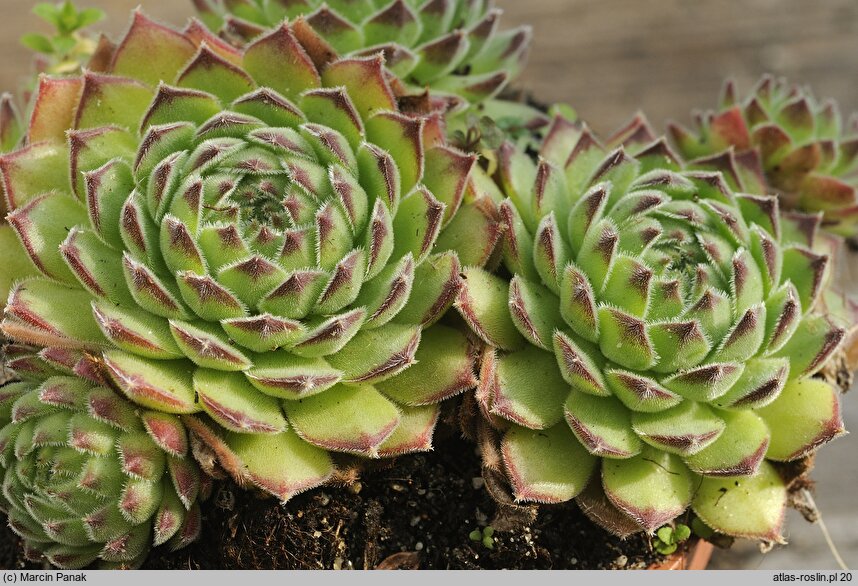 Sempervivum ruthenicum (rojnik ruski)