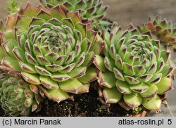 Sempervivum ruthenicum (rojnik ruski)