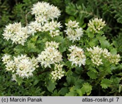 Hylotelephium populifolium (rozchodnik topololistny)