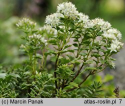 Hylotelephium populifolium (rozchodnik topololistny)