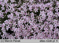 Phlox subulata Candy Stripes