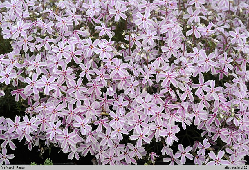 Phlox subulata Candy Stripes