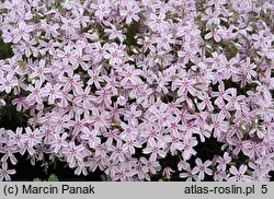 Phlox subulata Candy Stripes