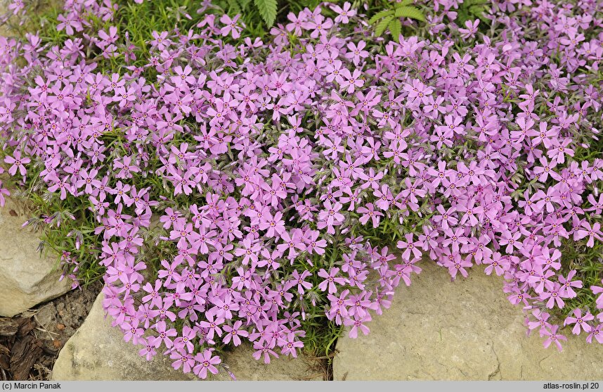 Phlox subulata (floks szydlasty)