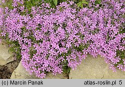 Phlox subulata (floks szydlasty)