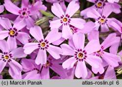 Phlox subulata (floks szydlasty)