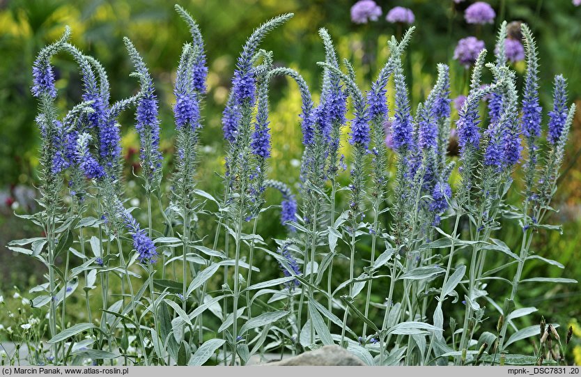 Veronica spicata ssp. incana (przetacznik kłosowy siwy)