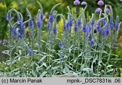 Veronica spicata ssp. incana (przetacznik kłosowy siwy)