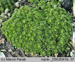 Draba dedeana (głodek kandabryjski)