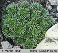 Draba korabensis