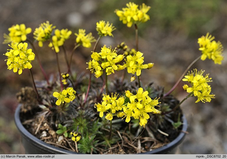 Draba korabensis