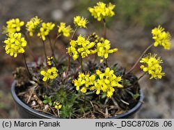 Draba korabensis