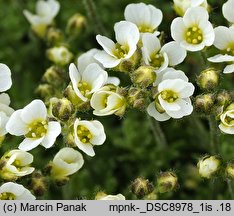 Draba dedeana (głodek kandabryjski)