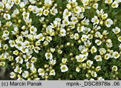 Draba dedeana (głodek kandabryjski)