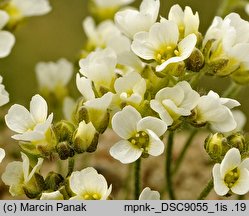 Draba dedeana (głodek kandabryjski)