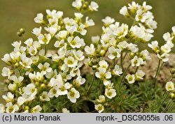 Draba dedeana (głodek kandabryjski)