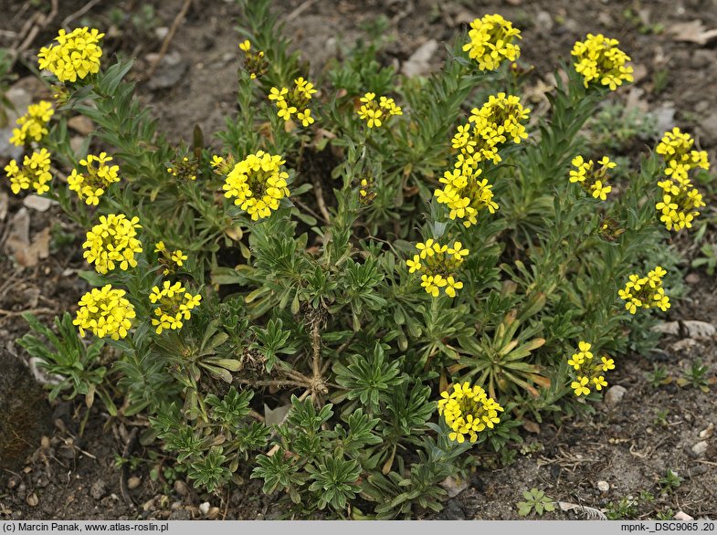 Alyssoides utriculata