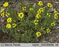 Alyssoides utriculata