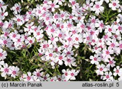 Phlox subulata Coral Eye