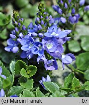 Veronica liwanensis (przetacznik turecki)