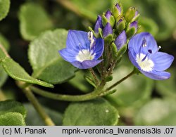 Veronica liwanensis (przetacznik turecki)