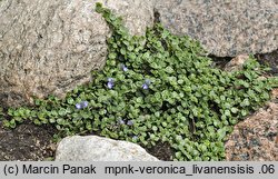 Veronica liwanensis (przetacznik turecki)