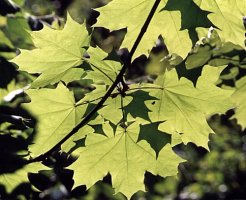 Acer platanoides (klon pospolity)