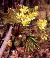 Acer platanoides (klon pospolity)