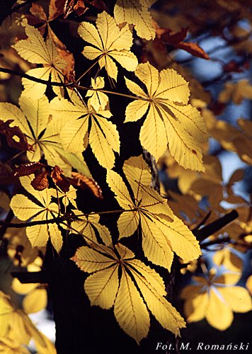 Aesculus hippocastanum (kasztanowiec pospolity)