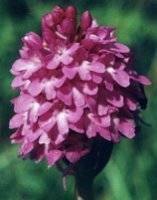 Anacamptis pyramidalis (koślaczek stożkowaty)