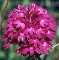 Anacamptis pyramidalis (koślaczek stożkowaty)