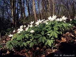 Anemone nemorosa