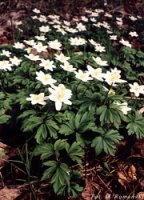 Anemone nemorosa