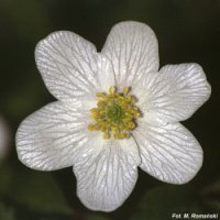 Anemone nemorosa