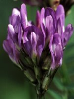 Astragalus danicus