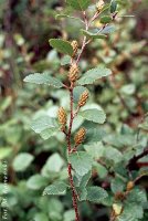 Betula humilis