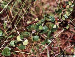 Betula nana