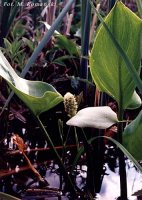 Calla palustris