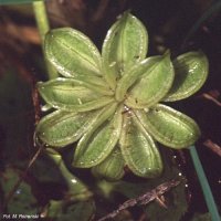 Caltha palustris