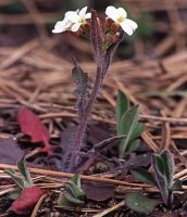 Cardaminopsis arenosa