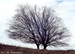 Carpinus betulus