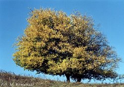 Carpinus betulus