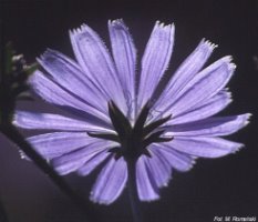 Cichorium intybus