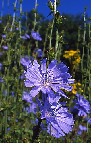 Cichorium intybus