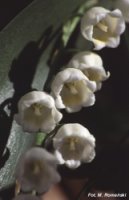 Convallaria majalis (konwalia majowa)